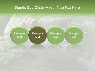 Close Up Of Bearded Dragon Reptile PowerPoint Template