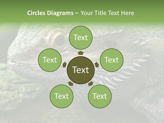 Close Up Of Bearded Dragon Reptile PowerPoint Template