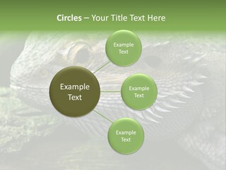 Close Up Of Bearded Dragon Reptile PowerPoint Template