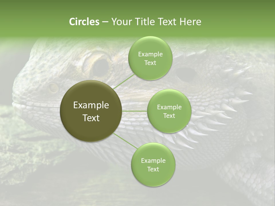 Close Up Of Bearded Dragon Reptile PowerPoint Template