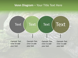 Close Up Of Bearded Dragon Reptile PowerPoint Template