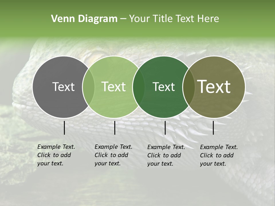 Close Up Of Bearded Dragon Reptile PowerPoint Template