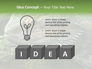 Close Up Of Bearded Dragon Reptile PowerPoint Template
