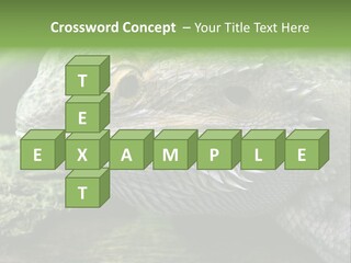 Close Up Of Bearded Dragon Reptile PowerPoint Template