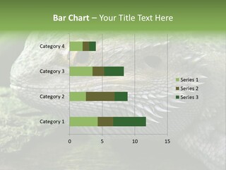Close Up Of Bearded Dragon Reptile PowerPoint Template