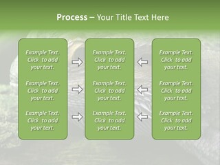 Close Up Of Bearded Dragon Reptile PowerPoint Template