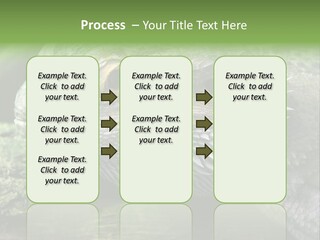 Close Up Of Bearded Dragon Reptile PowerPoint Template