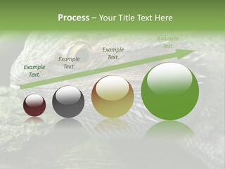 Close Up Of Bearded Dragon Reptile PowerPoint Template
