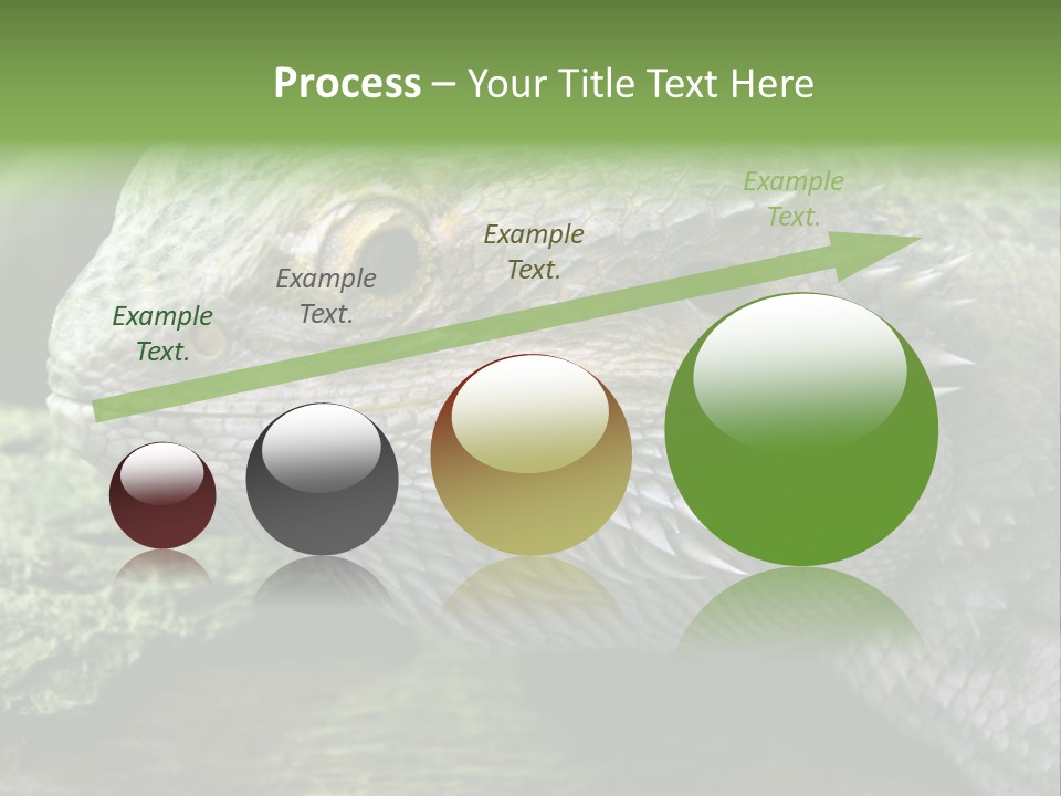 Close Up Of Bearded Dragon Reptile PowerPoint Template