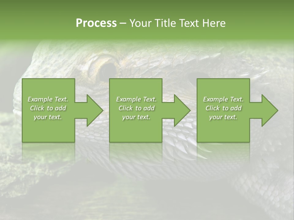 Close Up Of Bearded Dragon Reptile PowerPoint Template