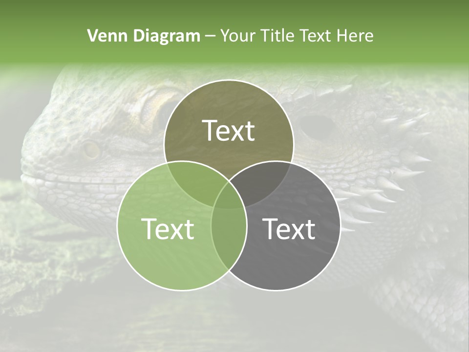 Close Up Of Bearded Dragon Reptile PowerPoint Template