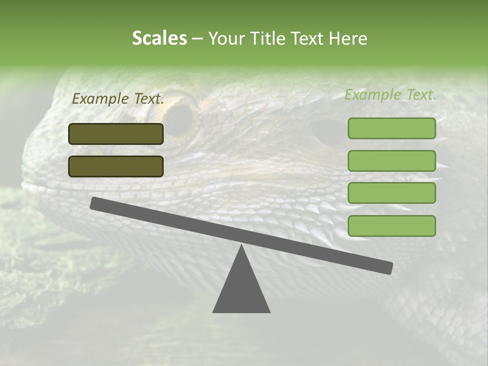 Close Up Of Bearded Dragon Reptile PowerPoint Template