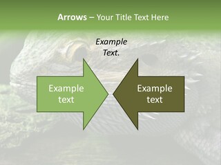 Close Up Of Bearded Dragon Reptile PowerPoint Template