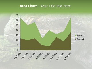 Close Up Of Bearded Dragon Reptile PowerPoint Template