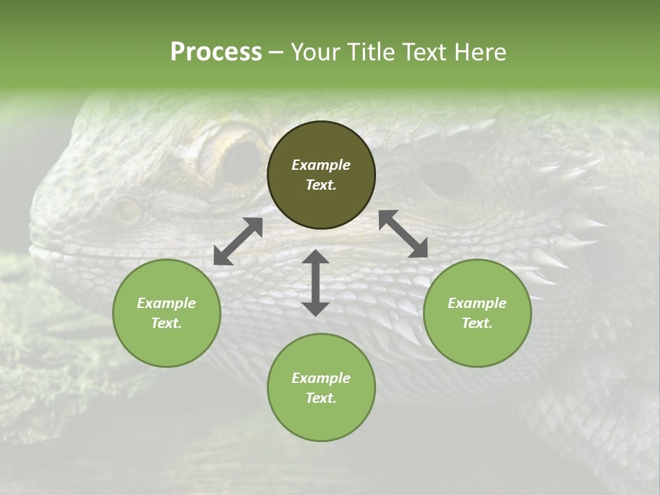 Close Up Of Bearded Dragon Reptile PowerPoint Template