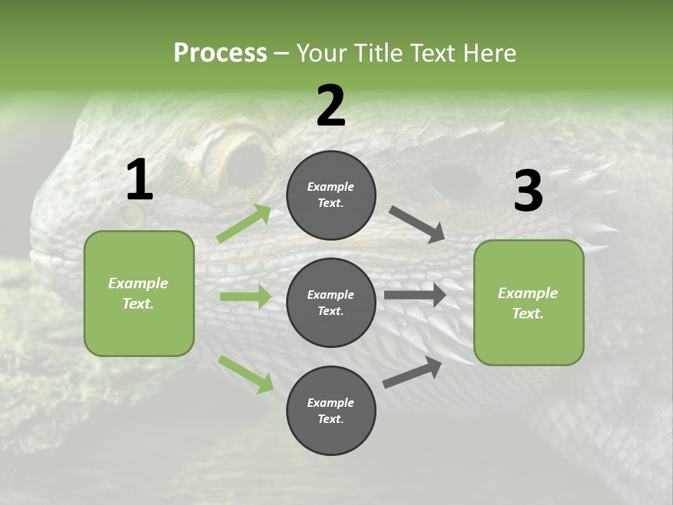 Close Up Of Bearded Dragon Reptile PowerPoint Template