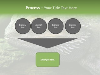 Close Up Of Bearded Dragon Reptile PowerPoint Template