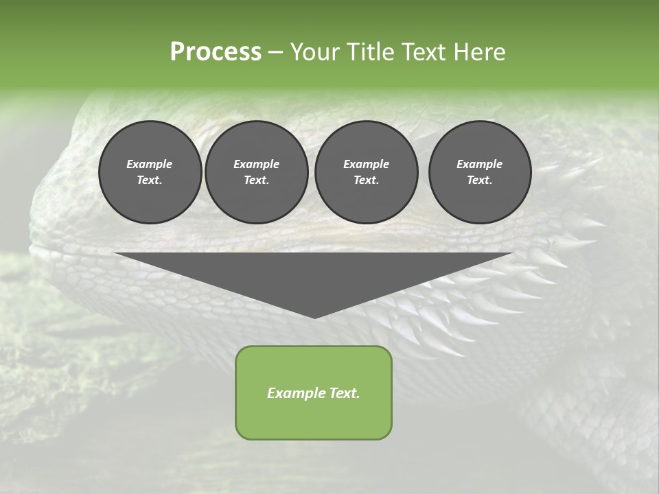 Close Up Of Bearded Dragon Reptile PowerPoint Template