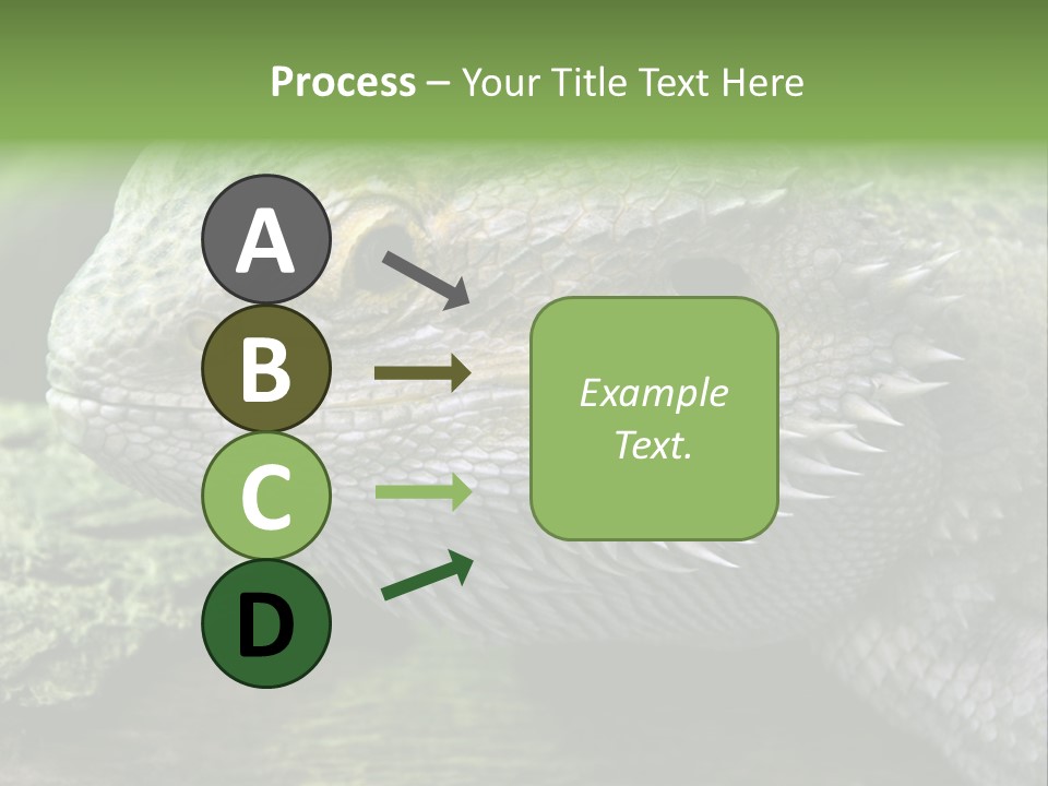 Close Up Of Bearded Dragon Reptile PowerPoint Template
