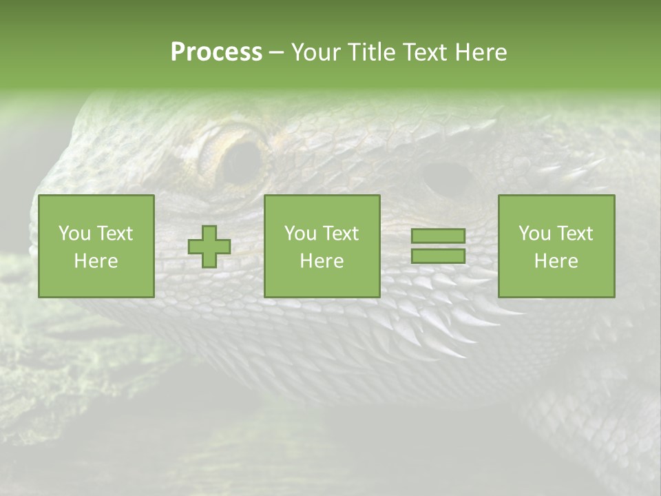 Close Up Of Bearded Dragon Reptile PowerPoint Template