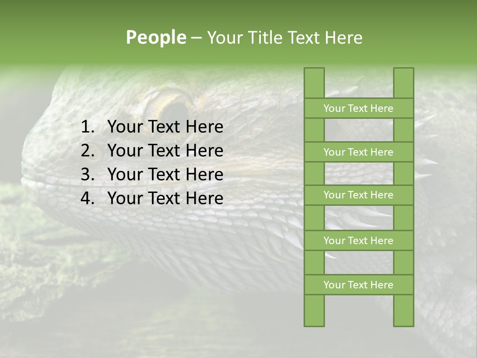 Close Up Of Bearded Dragon Reptile PowerPoint Template