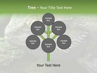 Close Up Of Bearded Dragon Reptile PowerPoint Template