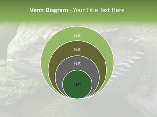 Close Up Of Bearded Dragon Reptile PowerPoint Template