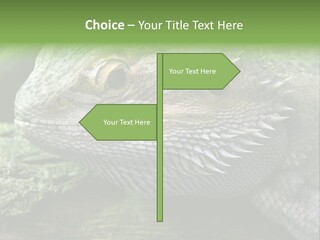 Close Up Of Bearded Dragon Reptile PowerPoint Template