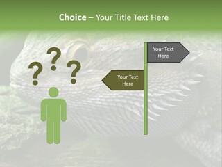 Close Up Of Bearded Dragon Reptile PowerPoint Template