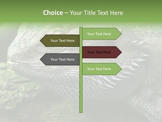 Close Up Of Bearded Dragon Reptile PowerPoint Template