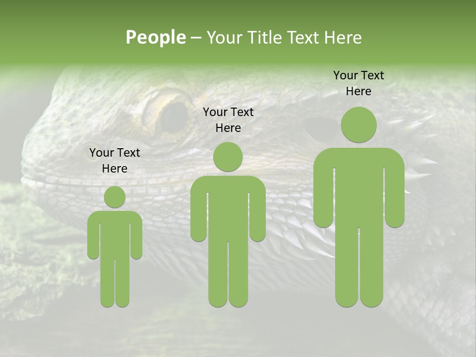 Close Up Of Bearded Dragon Reptile PowerPoint Template