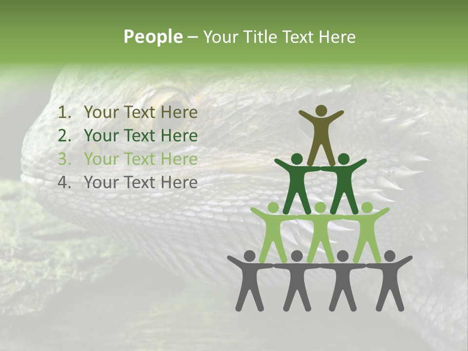 Close Up Of Bearded Dragon Reptile PowerPoint Template