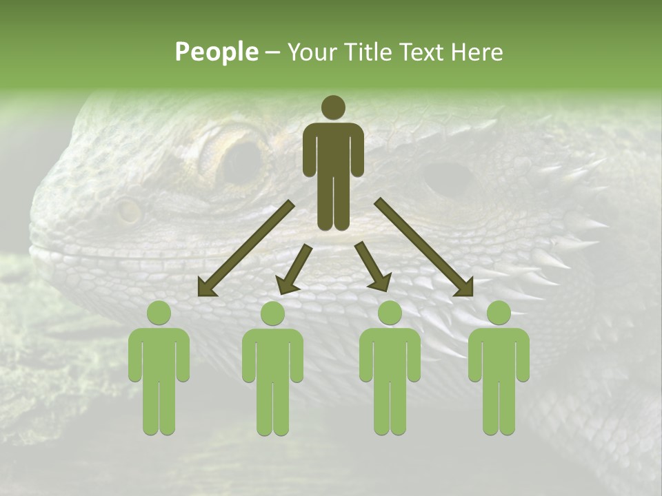 Close Up Of Bearded Dragon Reptile PowerPoint Template