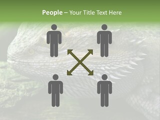 Close Up Of Bearded Dragon Reptile PowerPoint Template