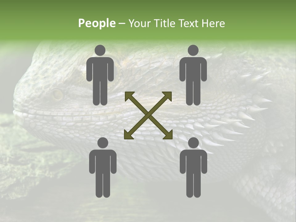 Close Up Of Bearded Dragon Reptile PowerPoint Template