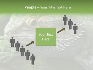 Close Up Of Bearded Dragon Reptile PowerPoint Template