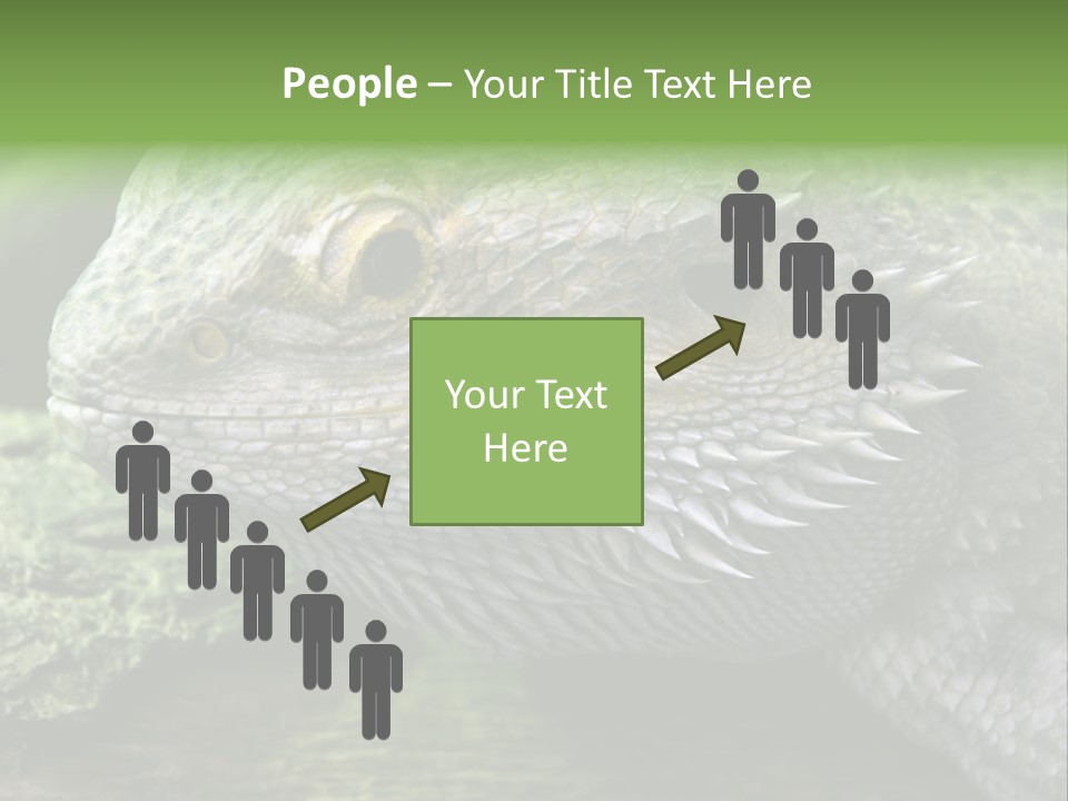 Close Up Of Bearded Dragon Reptile PowerPoint Template