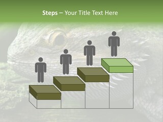 Close Up Of Bearded Dragon Reptile PowerPoint Template