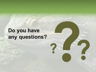 Close Up Of Bearded Dragon Reptile PowerPoint Template