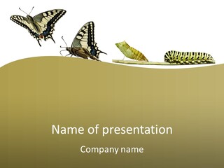 Metamorphosis (Life Cycle) Of The Swallowtail (Papilio Machaon). 3 Different Instars (Stages). PowerPoint Template