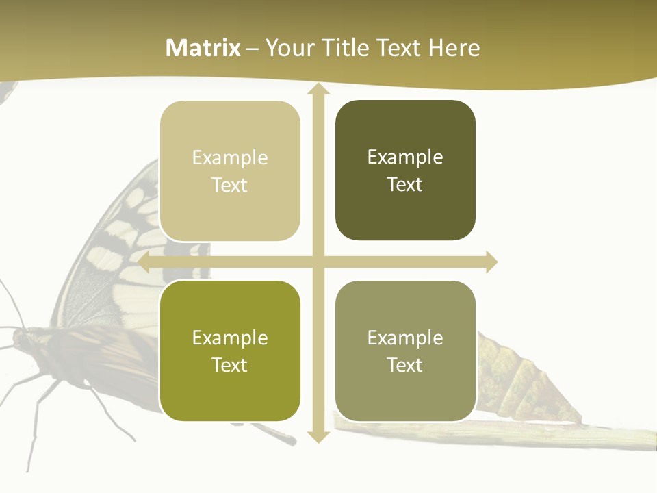 Metamorphosis (Life Cycle) Of The Swallowtail (Papilio Machaon). 3 Different Instars (Stages). PowerPoint Template