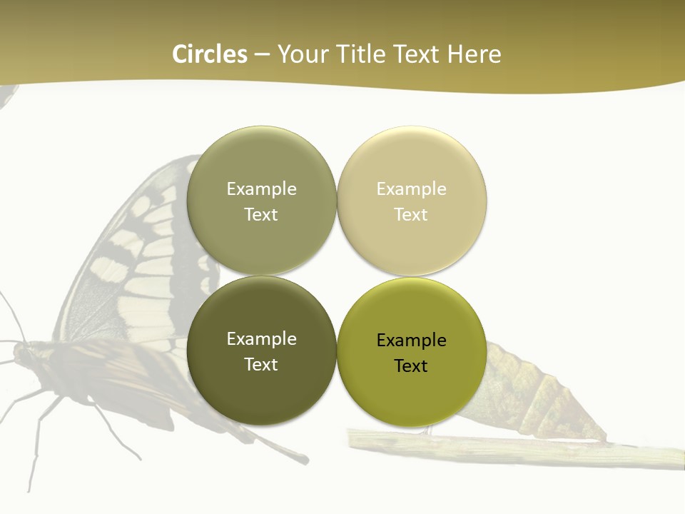 Metamorphosis (Life Cycle) Of The Swallowtail (Papilio Machaon). 3 Different Instars (Stages). PowerPoint Template