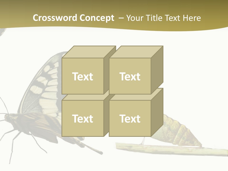 Metamorphosis (Life Cycle) Of The Swallowtail (Papilio Machaon). 3 Different Instars (Stages). PowerPoint Template