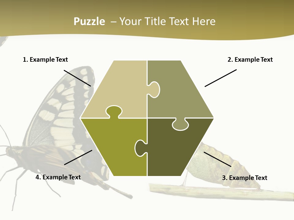 Metamorphosis (Life Cycle) Of The Swallowtail (Papilio Machaon). 3 Different Instars (Stages). PowerPoint Template
