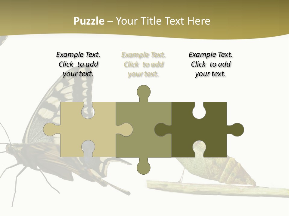 Metamorphosis (Life Cycle) Of The Swallowtail (Papilio Machaon). 3 Different Instars (Stages). PowerPoint Template