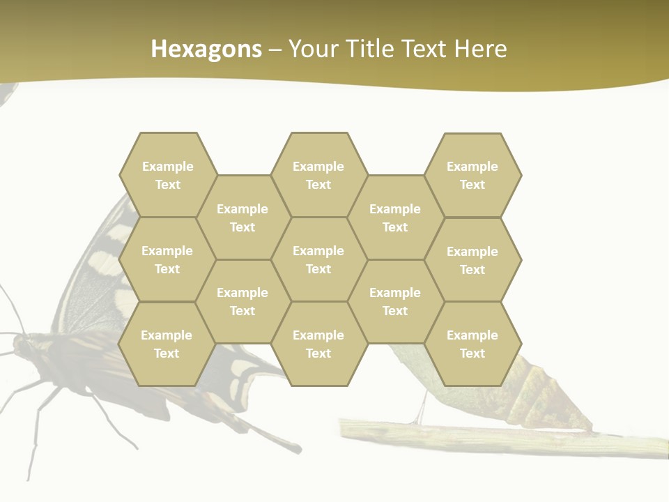 Metamorphosis (Life Cycle) Of The Swallowtail (Papilio Machaon). 3 Different Instars (Stages). PowerPoint Template
