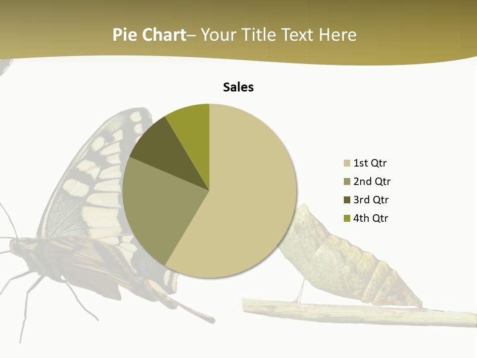 Metamorphosis (Life Cycle) Of The Swallowtail (Papilio Machaon). 3 Different Instars (Stages). PowerPoint Template