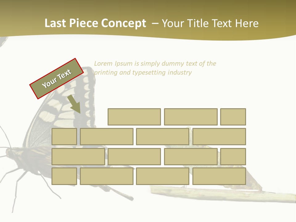 Metamorphosis (Life Cycle) Of The Swallowtail (Papilio Machaon). 3 Different Instars (Stages). PowerPoint Template