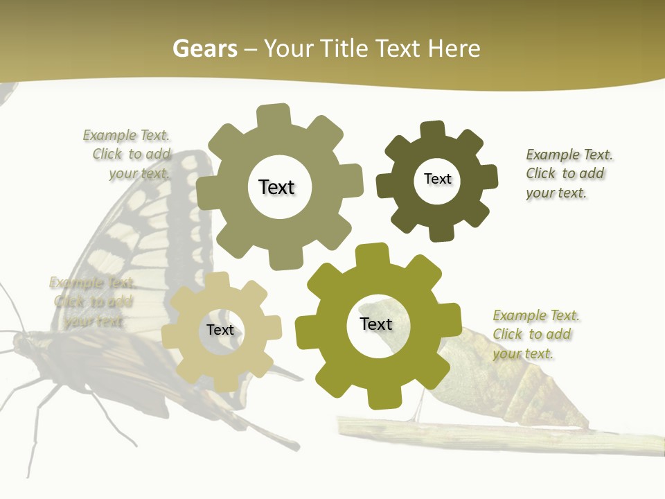 Metamorphosis (Life Cycle) Of The Swallowtail (Papilio Machaon). 3 Different Instars (Stages). PowerPoint Template