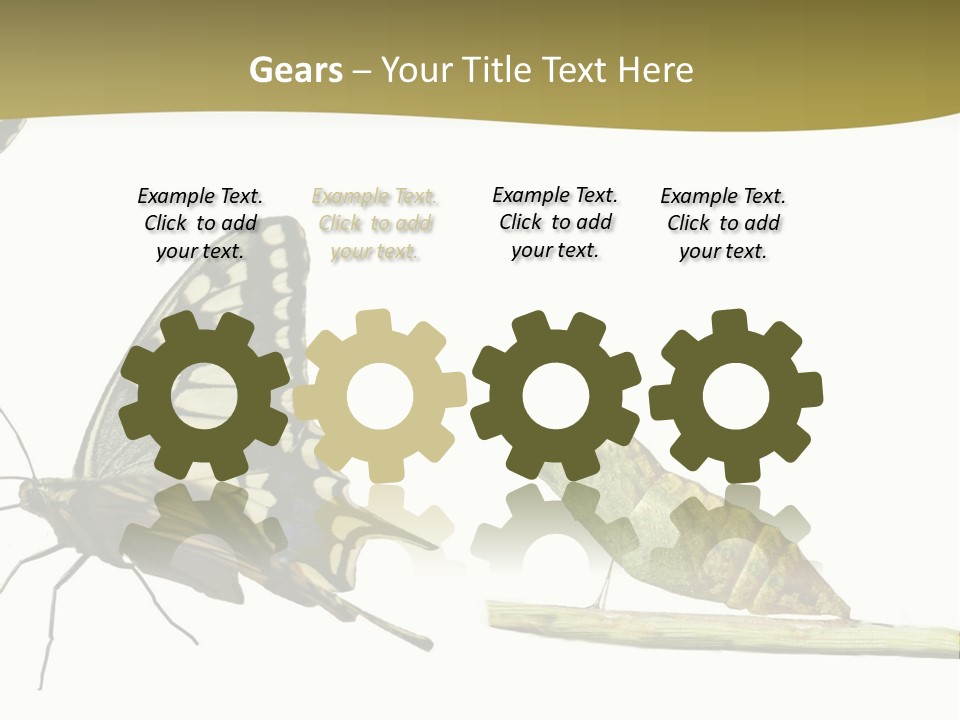 Metamorphosis (Life Cycle) Of The Swallowtail (Papilio Machaon). 3 Different Instars (Stages). PowerPoint Template
